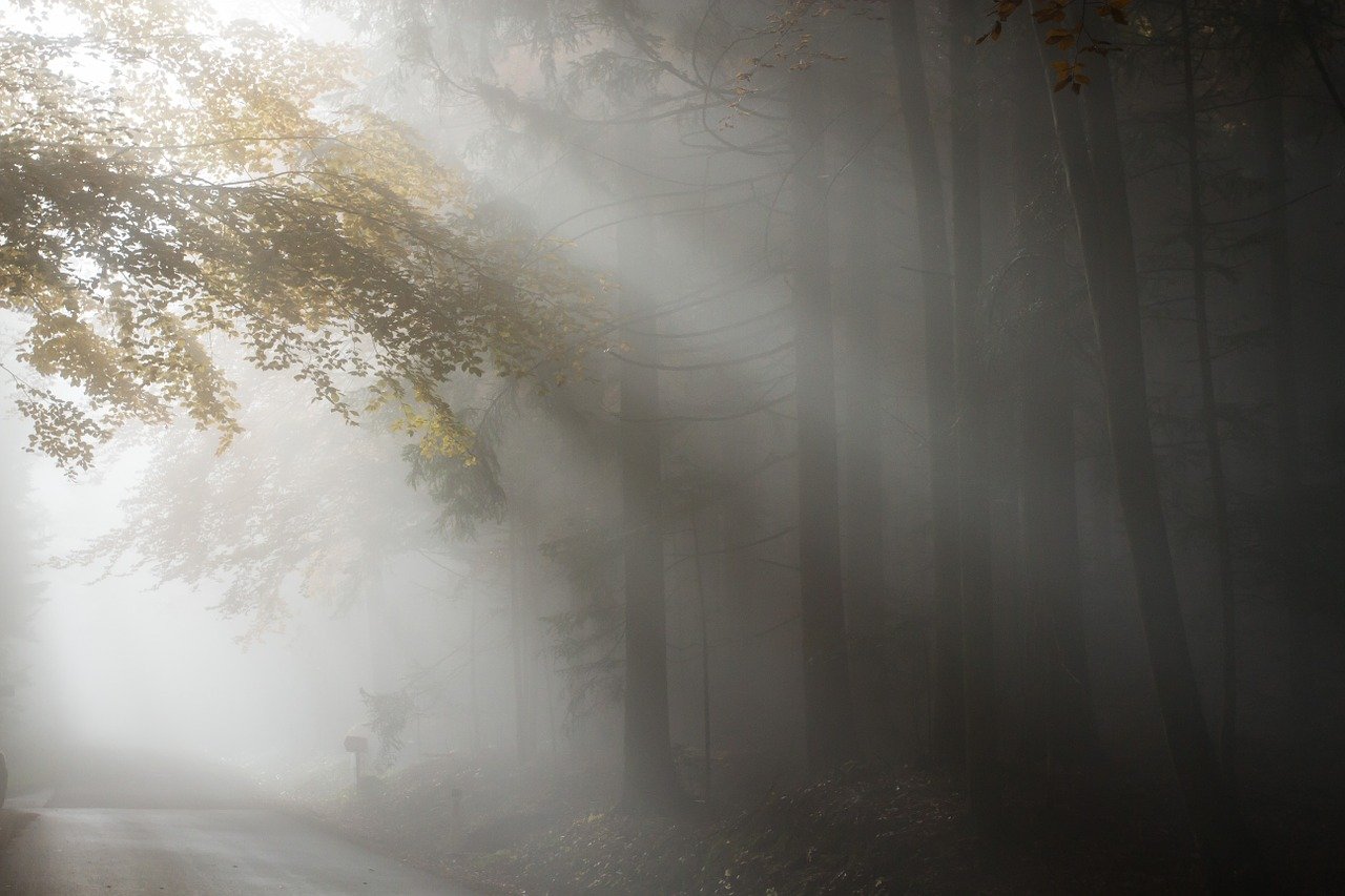 Bos in mist op rolgordijn