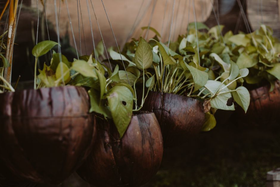 Groene hangplanten voor een fris huis.