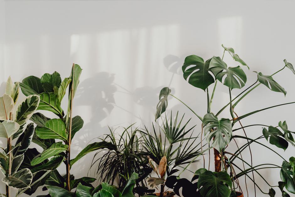 Prachtige philodendron met diepgroene bladeren.