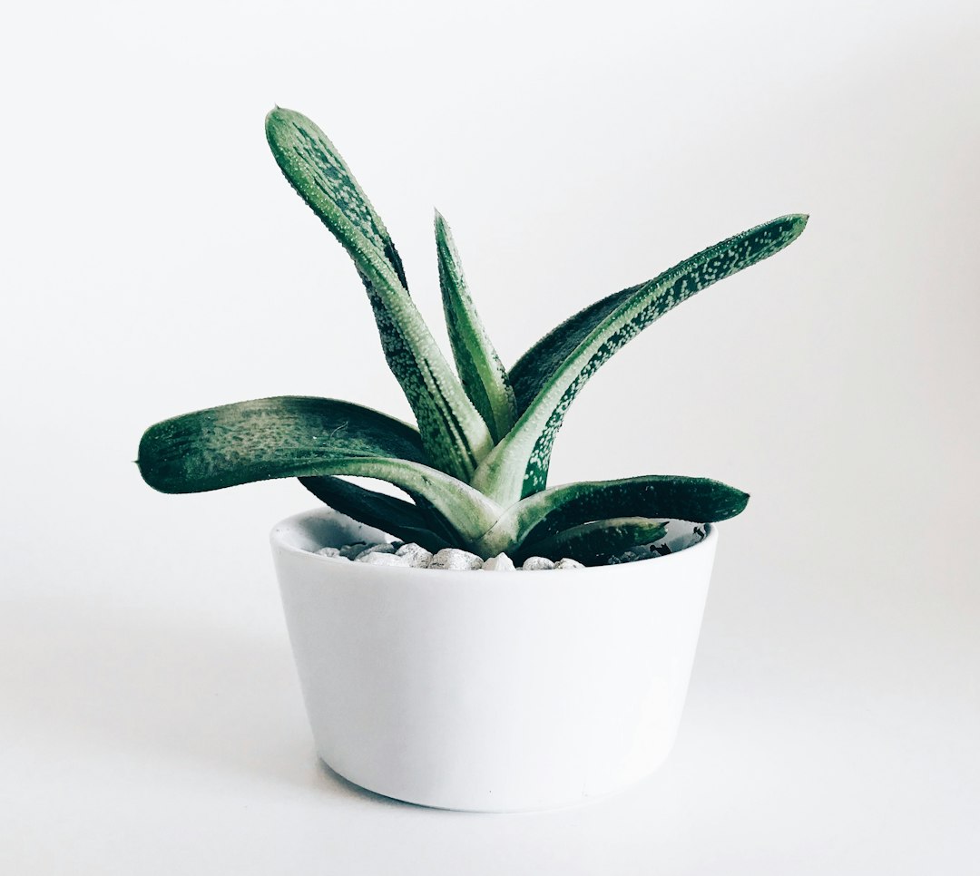 Groene sanseveria's in een moderne woonkamer.
