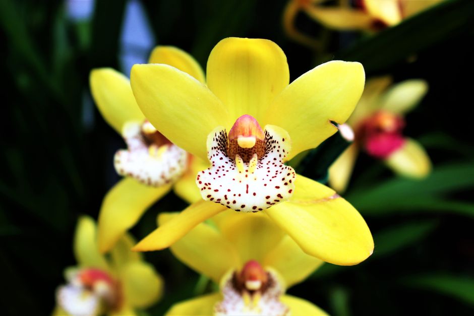 Elegante orchideeën in stijlvolle woondecoratie. Elegante orchideeën in stijlvolle woondecoratie.